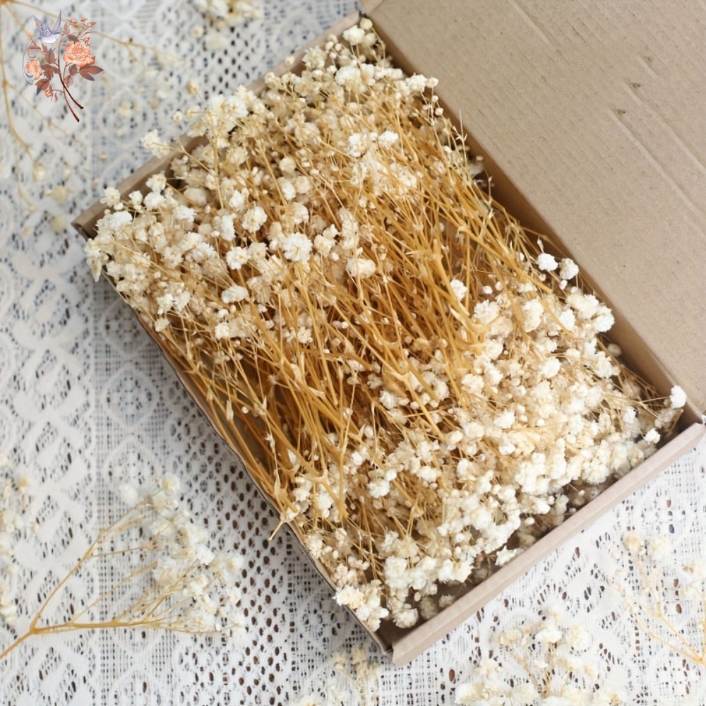Embellish Craft - 100pcs Bunga Baby's Breath Kering Mini